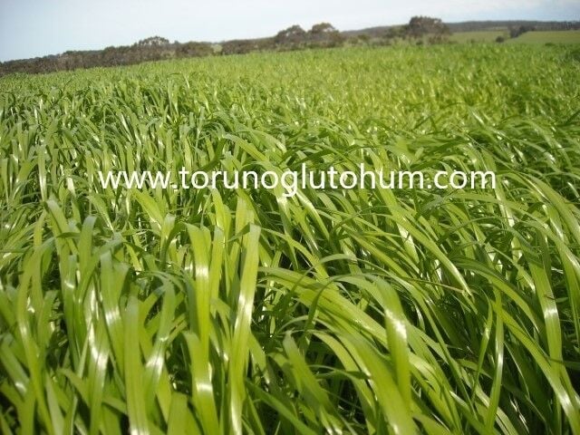 Ryegrass Tohumu Fiyatı