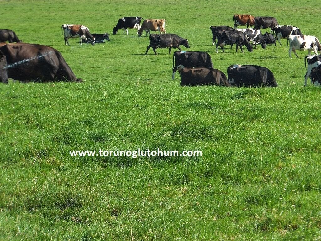 7li Karışım Mera Otu Tohumu