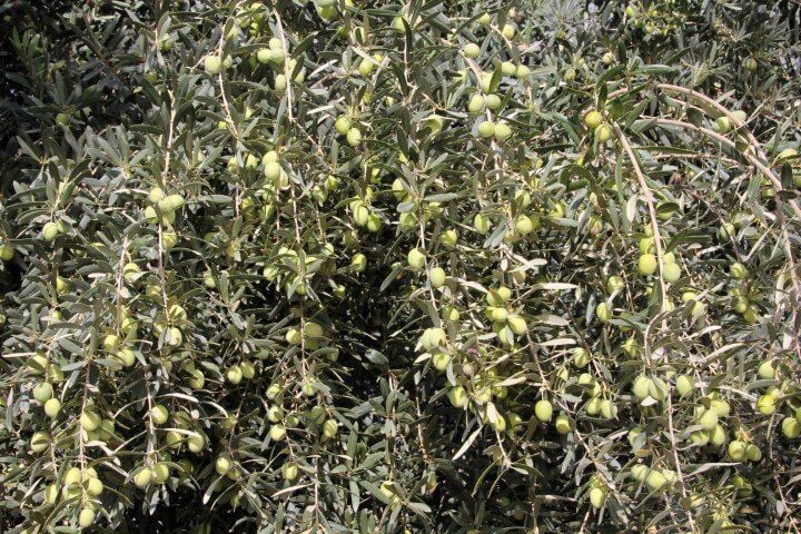 Sarı Ulak Zeytin Fidanı Fiyatları Adana