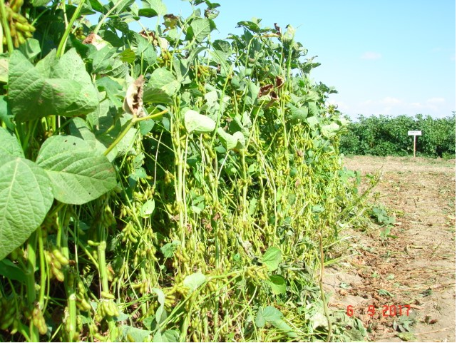 Silajlık Soya Fiyatı