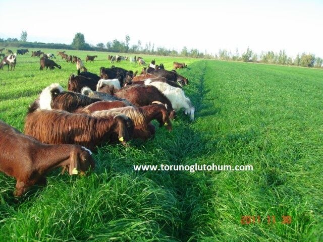 Ryegrass Tohumu