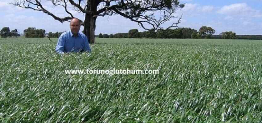 Ryegrass Tohumu İthal Orjinal