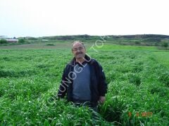 Ryegrass Tohumu İthal Orjinal