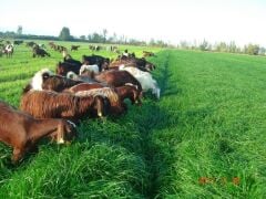 Ryegrass Tohumu İthal Orjinal