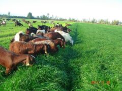 Ryegrass Tohumu İthal Orjinal