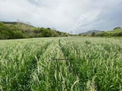 4'lü Mix İthal Yem Bitkisi Tohumu 25 Kg