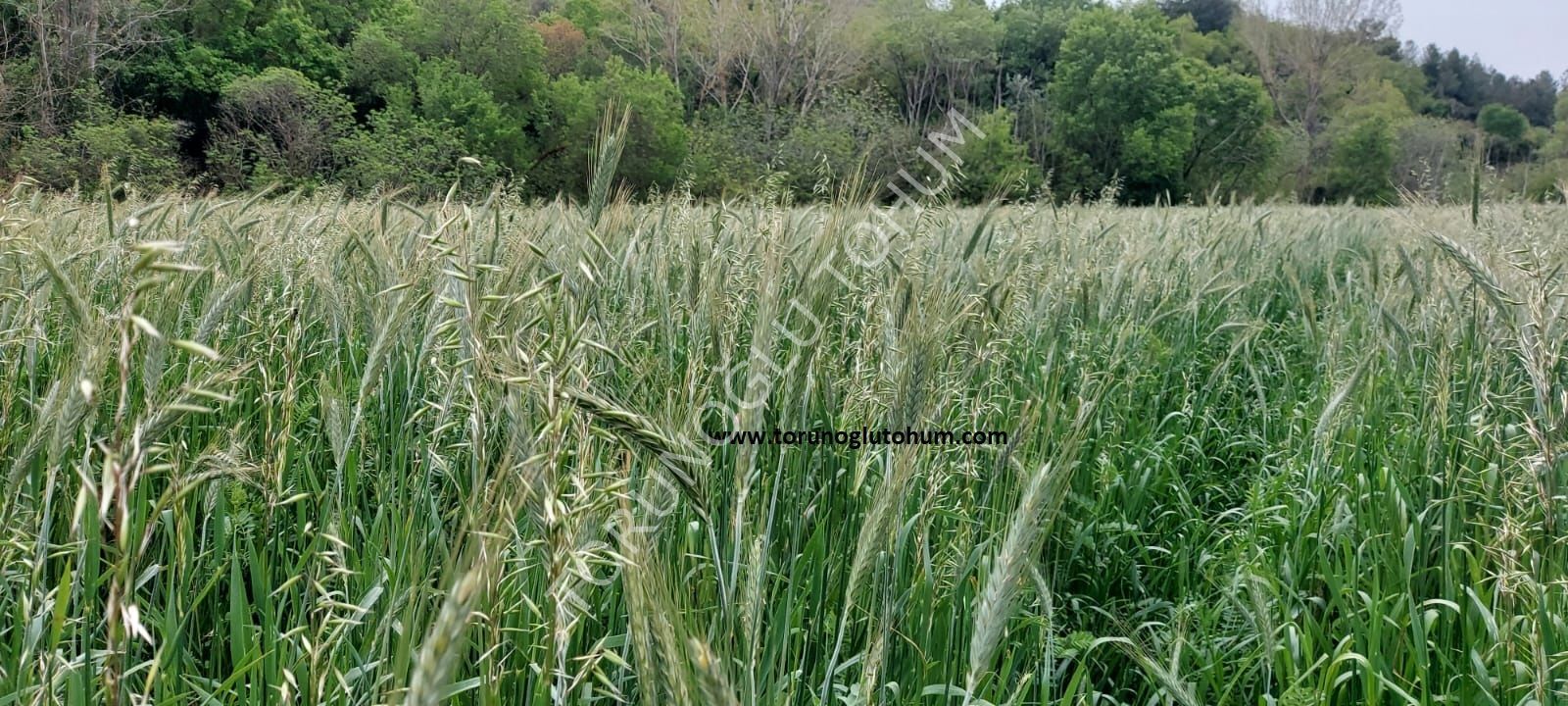 4'lü Mix İthal Yem Bitkisi Tohumu 25 Kg