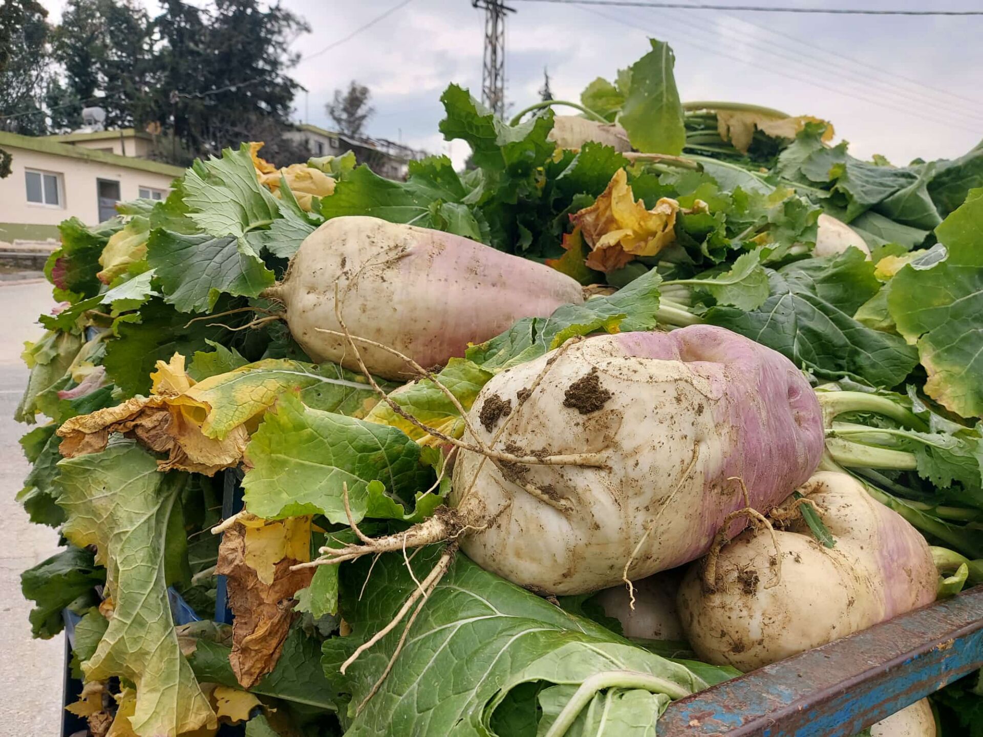 Yumrulu Yem Şalgamı Tohumu