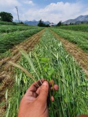 Beşli Karışım (Beşli Mix) Yem Bitkisi Tohumu