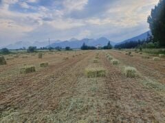 Beşli Karışım (Beşli Mix) Yem Bitkisi Tohumu