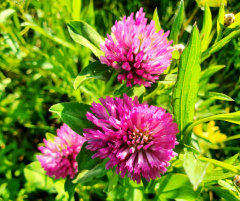 Çayır Üçgülü Trifolium Pratense Tohumu
