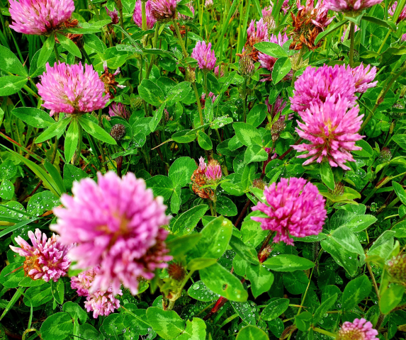 Çayır Üçgülü Trifolium Pratense Tohumu