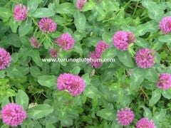 Çayır Üçgülü Trifolium Pratense Tohumu