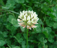 Ak Üçgül Tohumu Süs Yoncası