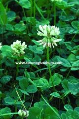 Ak Üçgül Tohumu Süs Yoncası