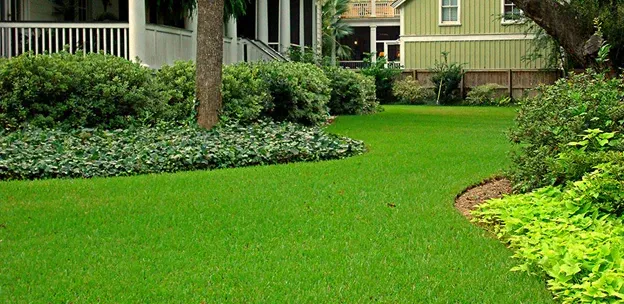 Bermuda Grass Çim Tohumu Cynodon Dactylon