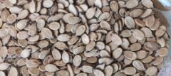 Halep Karası Yerli Karpuz Tohumu 50 Adet