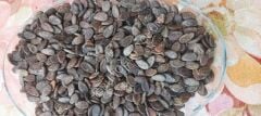 Halep Karası Yerli Karpuz Tohumu 50 Adet