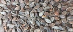 Halep Karası Yerli Karpuz Tohumu 50 Adet
