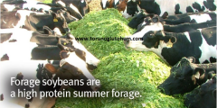 Silajlık Soya Tohumu 25 Kg