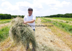 Teff Grass Tohumu İthal