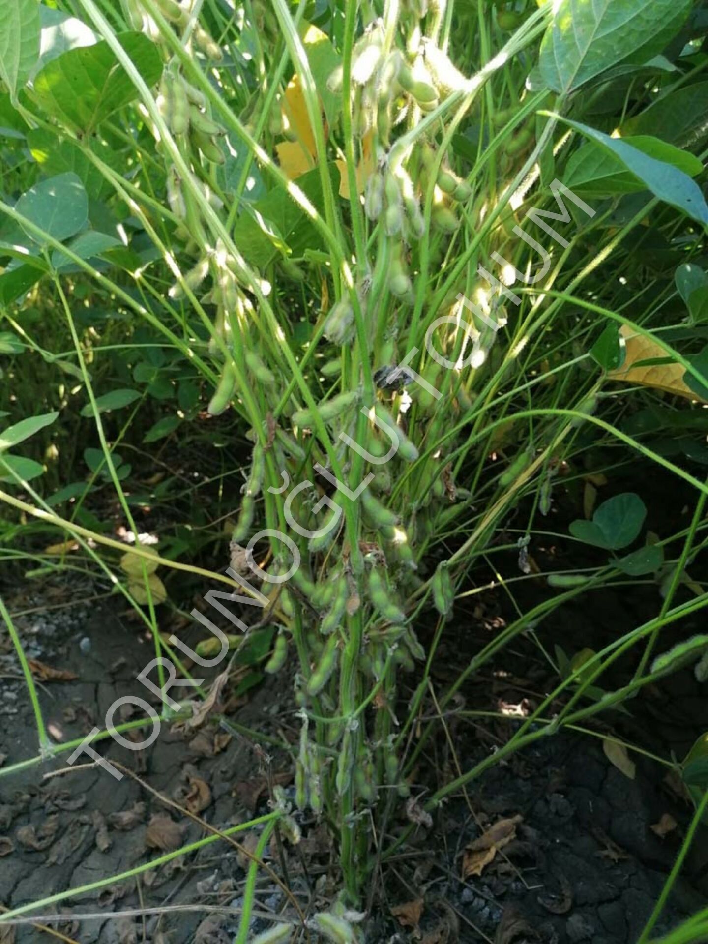 Arısoy Danelik Soya Tohumu 25 Kg