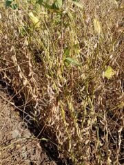 Arısoy Danelik Soya Tohumu 25 Kg