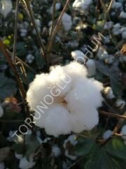 Pamuk Tohumu Ayzek 25 Kg