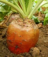 Hayvan Pancarı Tohumu İthal