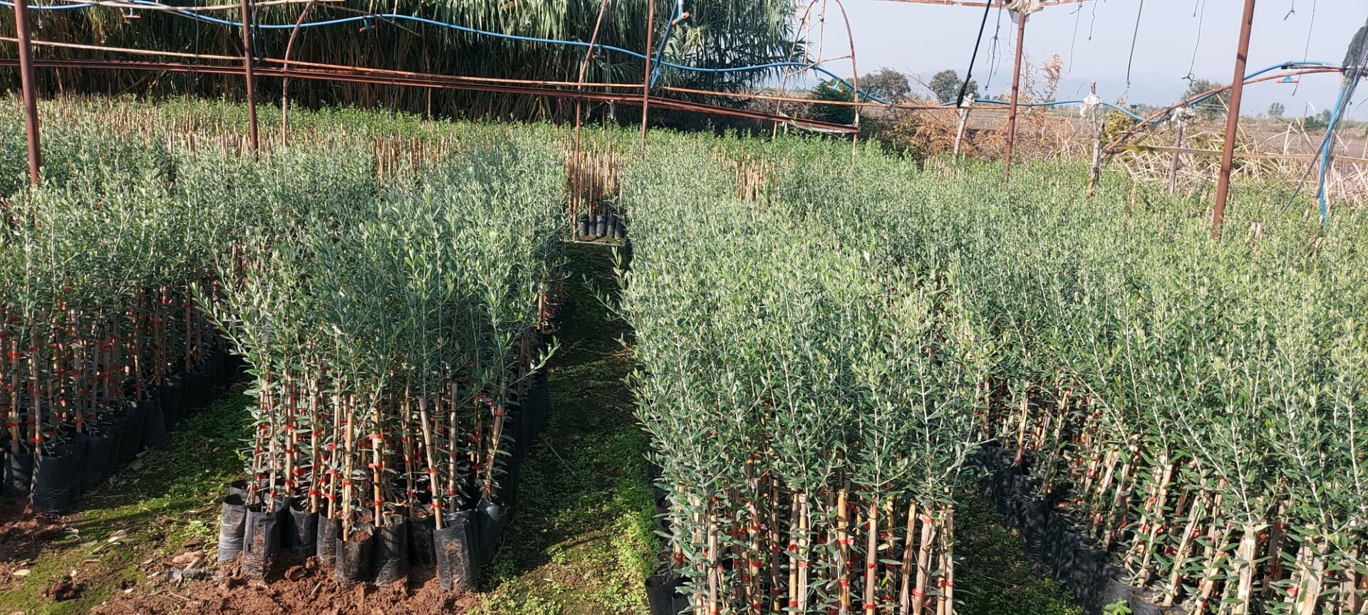 6 Adet Arbequina İspanyol Bodur Yağlık  Zeytin Fidanı 80 cm Boylu 2 Yaşlı