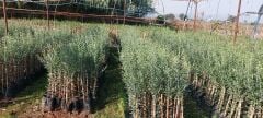6 Adet Büyük Topak Ulak Zeytin Fidanı 80 - 100 Cm Boylu 2 Yaşlı