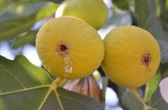 4 Adet Sarılop İncir Fidanı 60-90 Cm Sertifikalı Fidan