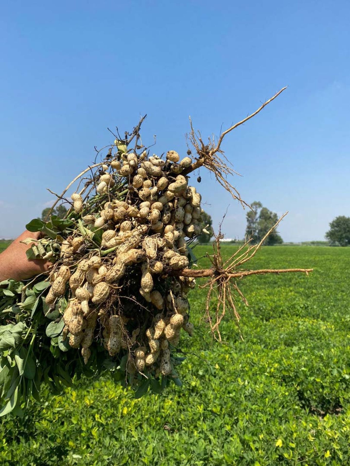 Rigel Yer Fıstığı Tohumu 25 KG