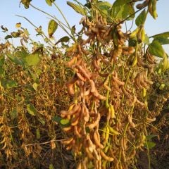 Süperb Danelik Soya Tohumu 25 KG