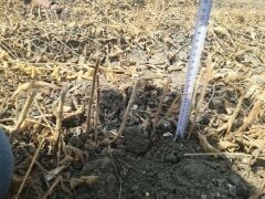 Atlas 3616 Danelik Soya Tohumu 25 kg