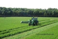 Emiliana Yonca Tohumu