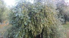 Sarı Ulak Zeytin Fidanı