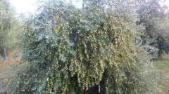 Sarı Ulak Zeytin Fidanı