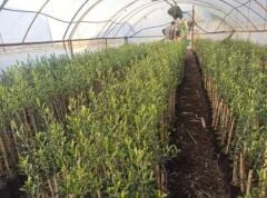 Halhalı Zeytin Fidanı