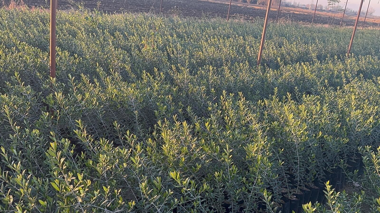 Elmacık Zeytin Fidanı