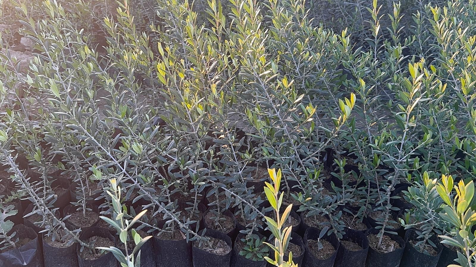 Eğriburun ( Nizip ) Zeytin Fidanları