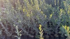 Eğriburun ( Nizip ) Zeytin Fidanları