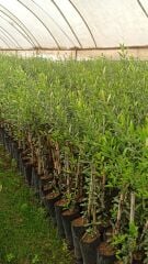 Maraş No:7 Zeytin Fidanı