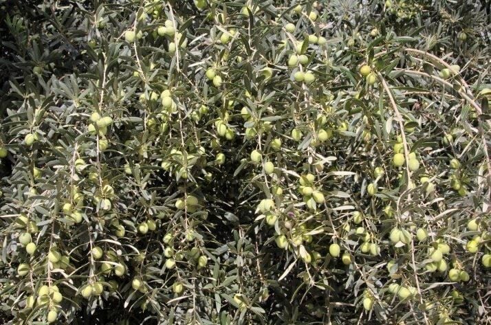 Ayvalık ( Edremit ) Zeytin Fidanı