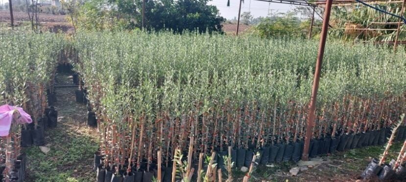 Tavşan Yüreği Zeytin Fidanı