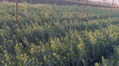Samsun Ufak Tuzlamalık Zeytin Fidanı
