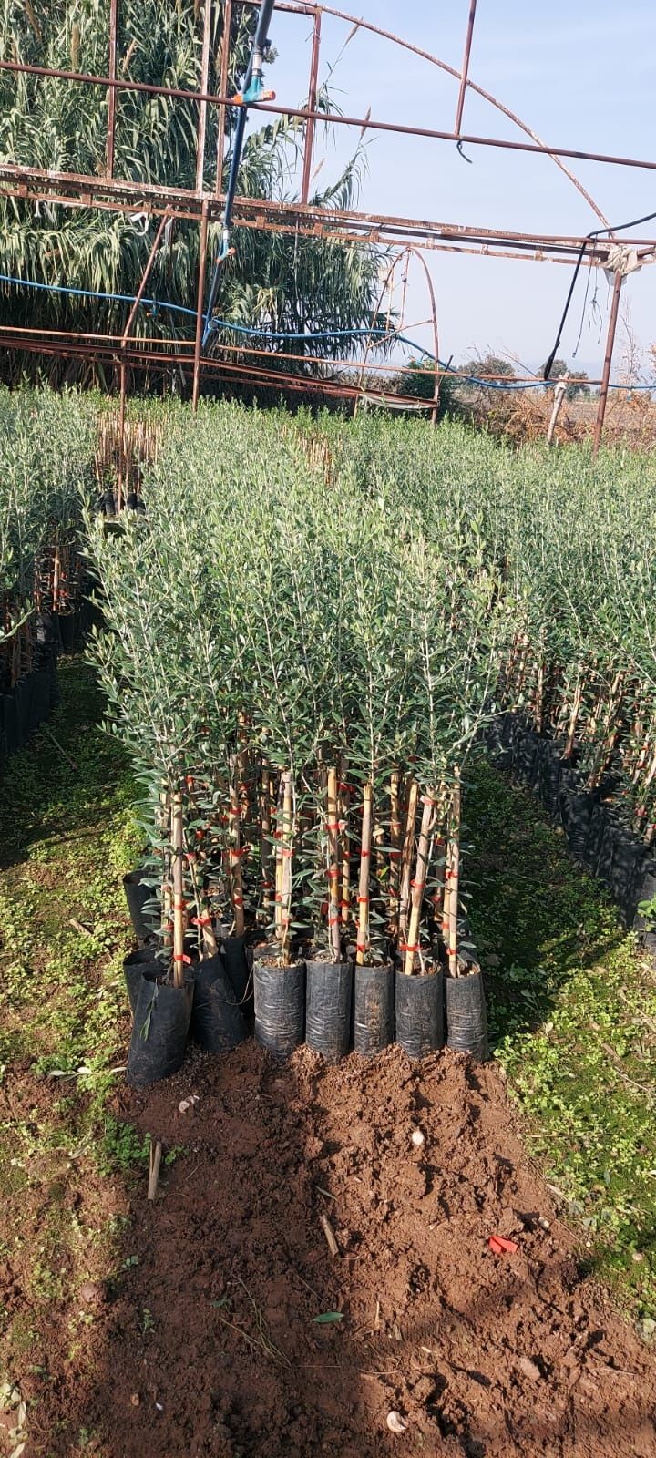 Yağlık Küçük Topak Ulak Zeytin Fidanı