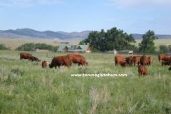 Red Angus Boğa Sperması