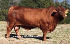 Red Angus Boğa Sperması