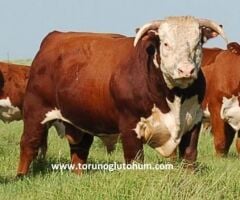 Hereford Boğa Sperması